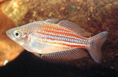 Melanotaenia utcheensis